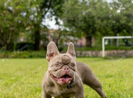 Female french bulldog