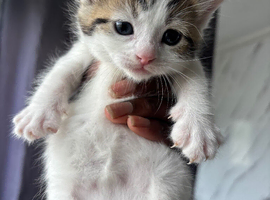 Playful Female Tabby Kitten Looking for a Loving Home