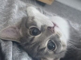 2 female cats for loving home.