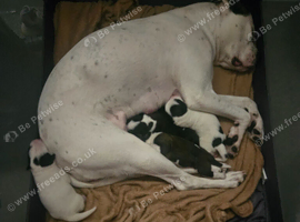 American Bulldog x American Akita puppies