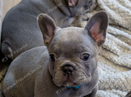 Gorgeous french bulldog babies