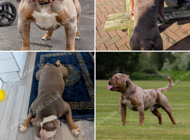 olde English bulldogge