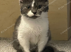 Grey & White kitten