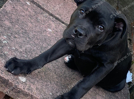 Female cane corso pup