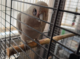 Cockatoo Glasgow
