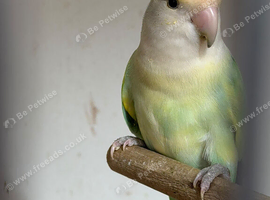 Lovebirds