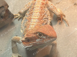 Bearded dragon and full set up