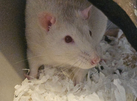 2 Beautiful Male Rats, 5 months old