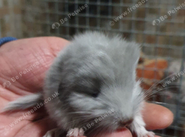 Baby Violet Male