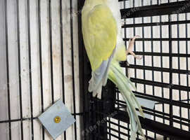 Parrots to finches