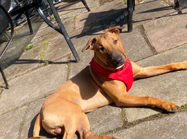 Working line English bull terrier Puppy