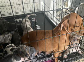 Miniature dachshunds