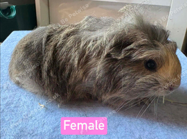 Baby guinea pigs