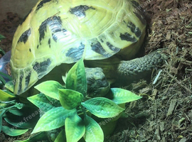 Horsefield Tortoise
