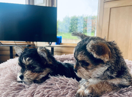 2 female yorkies ready for their forever home