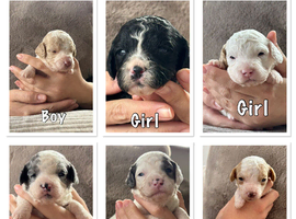 Stunning Cavapoo pups