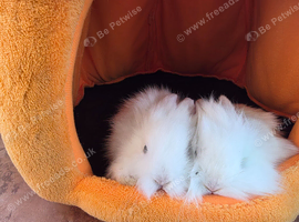 Lovely mini lion lops to reserve 5* homes only please read full advert