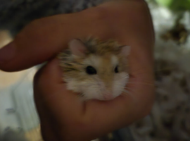Daisy is looking for a new home