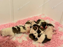 American Bulldog Puppies