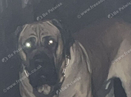 Presa Canario X Cane Corso