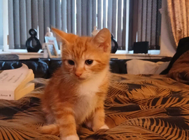 Beautiful boy left from litter of 4