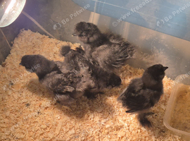 Silkie chicks