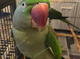 Pair of alexandrine parrots