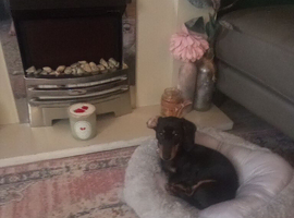 Dascund puppy