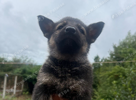 German Shepherd cute Puppies