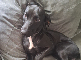 Patterdale cross female 6 month old