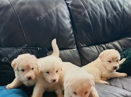 Labrador puppies beautiful