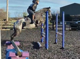 6 year old Appaloosa Broodmare