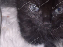 Kittens for sale