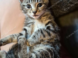 2 female kittens for sale