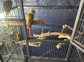 Selling all my parrots.