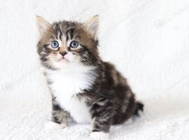Meet Our Beautiful Kittens!