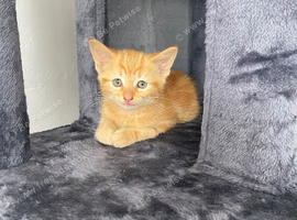 Ginger kitten