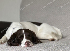 Royal kennel club registered springer spaniel