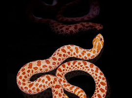 Male Extreme Red Albino Western Hognose Snake