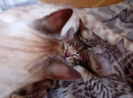 Charcoal bengal