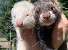 13 Week Old Hob Kits for Sale