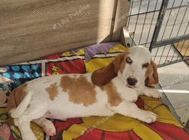 Unique basset girl