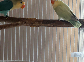 Baby lovebirds X2