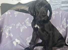 Great Dane Puppies