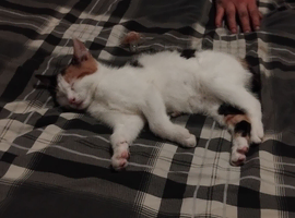 Beautiful kitten