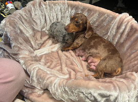Miniature Dachshund