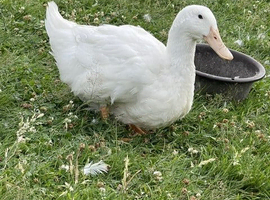Aylesbury Ducks
