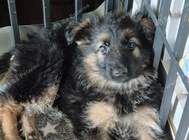 Beautiful chunky GSD pups for sale