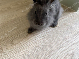 Lion head x Netherlands dwarf