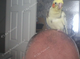 hand reared baby cockatiel